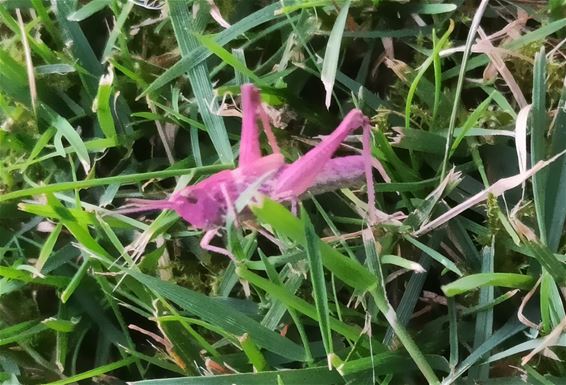 Gespot: roze sprinkhaan - Pelt
