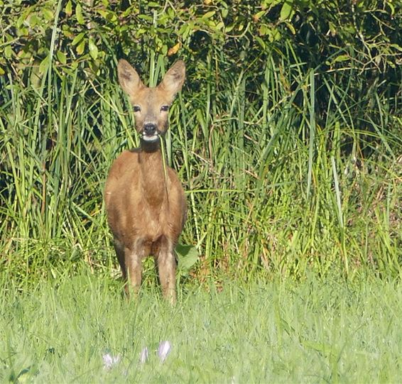 Gestoord bij het ontbijt - Neerpelt