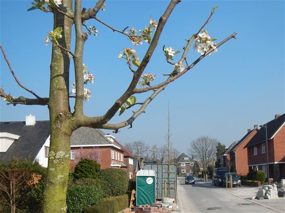 Het bloesemt weer in de Parklaan - Neerpelt