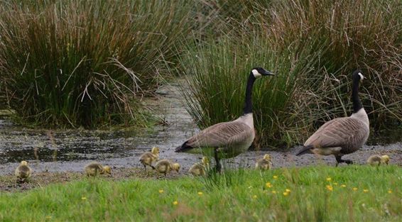 Gezinsuitbreiding aan het Zwarte Water - Hechtel-Eksel