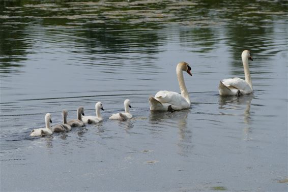 Gezinsuitstapje van de familie Knobbelzwaan - Neerpelt