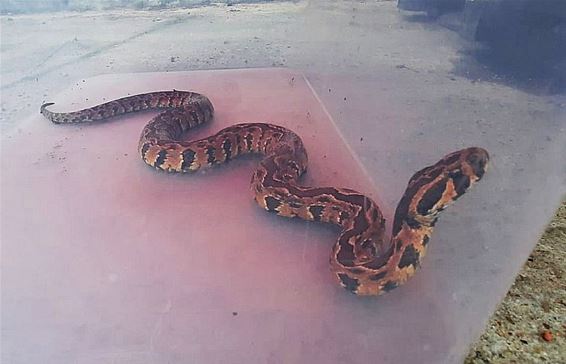 Giftige adder in logistiek bedrijf - Pelt & Oudsbergen