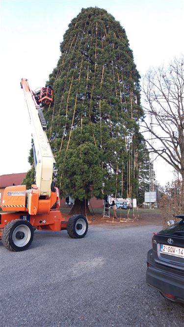 Gigantische kerstboom in Stal - Beringen