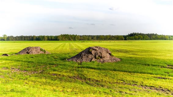 Gigantische molshopen op de Grote Heide - Pelt