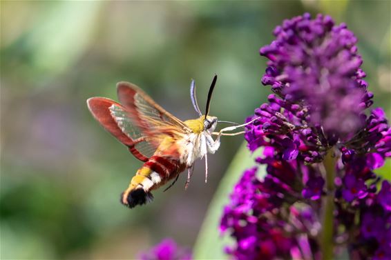 Glasvleugelpijlstaart: hommel of vlinder? - Pelt