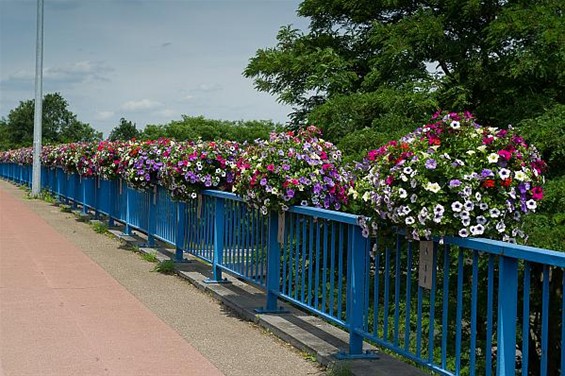 Goed weer voor de bloemen - Neerpelt