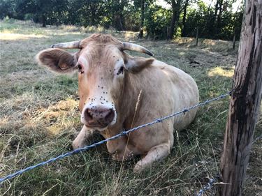 Goede resultaten voor Milk Trading Company - Beringen