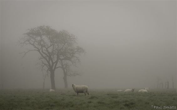 Goede Vrijdagmorgen aan het Hobos - Pelt