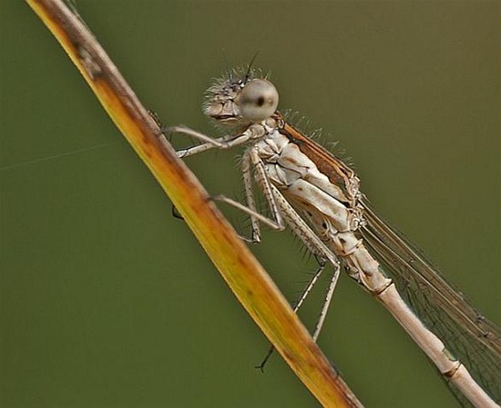 Goeiedag allemaal... - Hamont-Achel