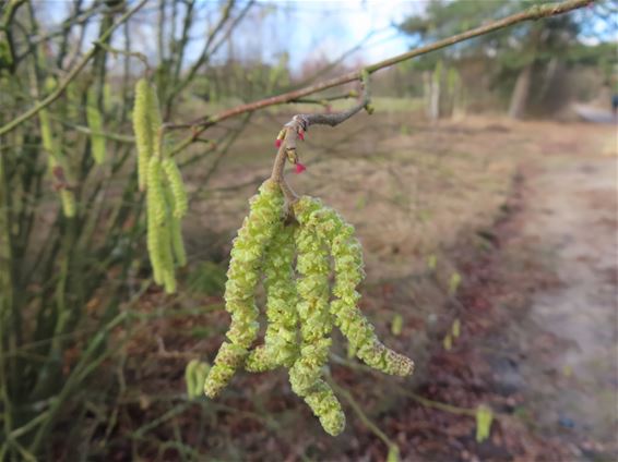 Gonny spot het prille begin van de hazelnoot - Pelt