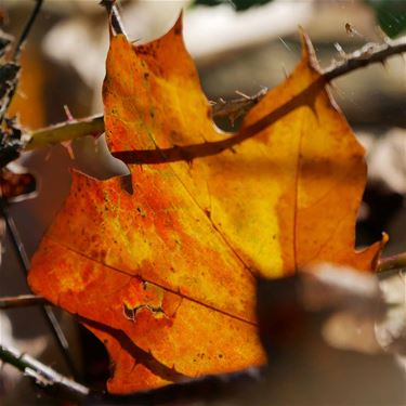 Gouden kleuren van de herfst - Beringen