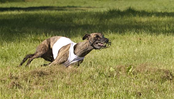 GP België coursing - Beringen