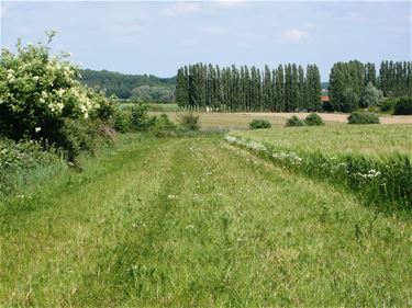 Grasstroken niet betreden! - Beringen & Leopoldsburg