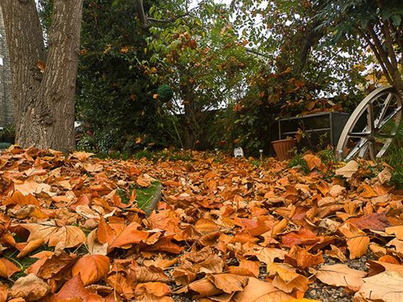 Gratis bladafval binnenbrengen op het recylagepark - Hamont-Achel