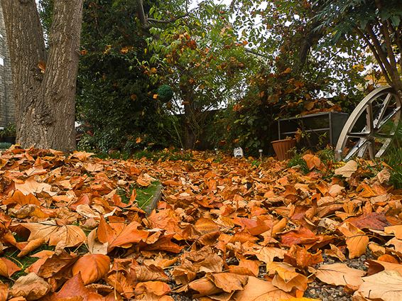 Gratis bladafval binnenbrengen op recyclagepark - Pelt