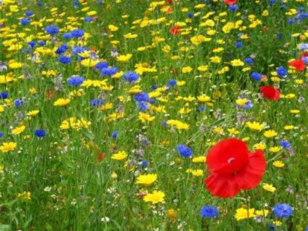 Gratis bloemenzaad voor braakliggende gronden - Neerpelt