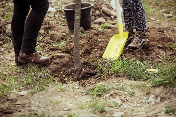 Gratis boom moet Lommelse tuinen helpen verkoelen - Lommel