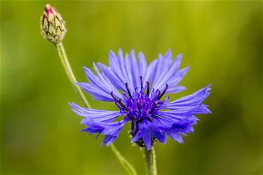 Gratis veldbloemenzaad - Hamont-Achel