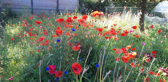 Gratis veldbloemenzaad voor een bloeiende tuin - Hamont-Achel