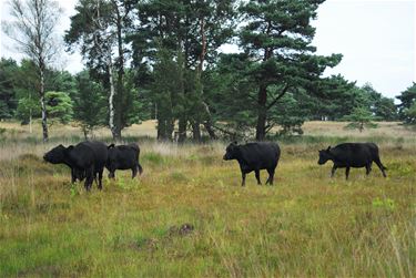 Gratis wandelkaarten Natuurpunt - Leopoldsburg