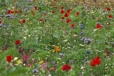 Gratis zaad voor een bloemenweide - Hamont-Achel