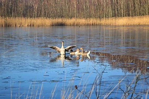 Grauwe ganzen gespot aan de Sahara - Lommel