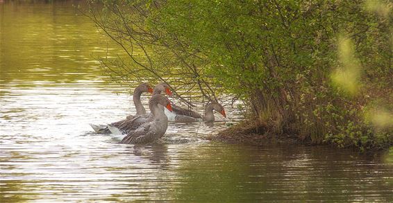 Grauwe ganzen zijn weer helemaal terug - Lommel