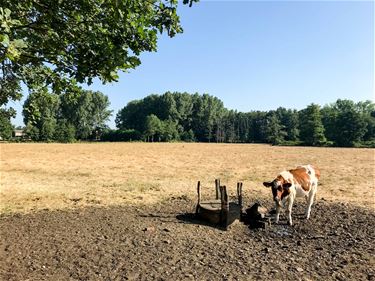 Er komt een hemelwaterplan in Beringen - Beringen