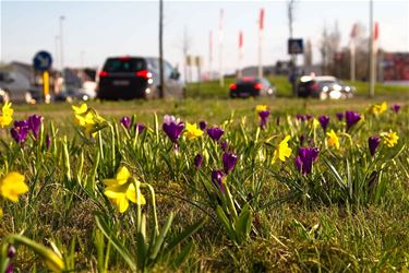 Groendienst brengt lente in de stad - Beringen