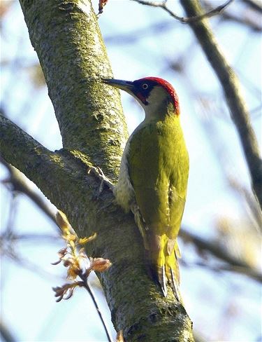 Groene specht in De Locht - Hechtel-Eksel