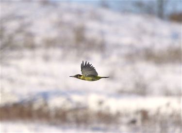 Groene specht in winters landschap - Beringen