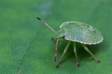 Groene Stinkwants - Beringen