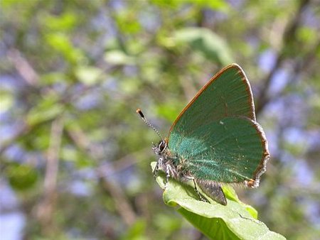 Groentjes? Blauwtjes? - Overpelt
