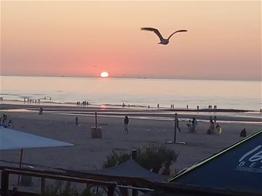 Groeten vanuit de Belgische kust - Beringen