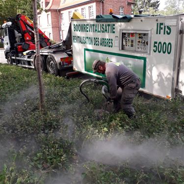 Grondverbeteringswerken om bomen te laten groeien - Beringen