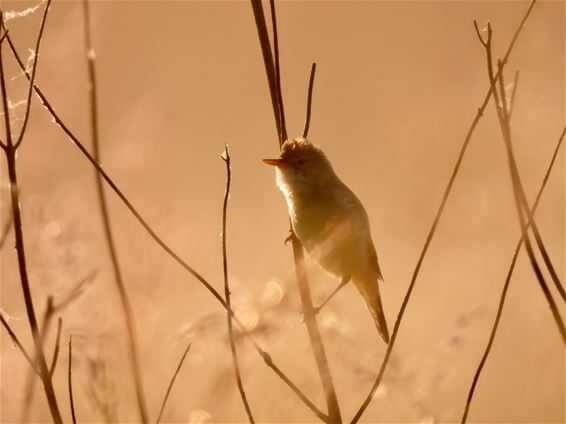 Groot en klein gevogelte - Lommel