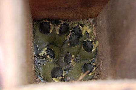 Groot gezin aan het Heideveld - Hamont-Achel