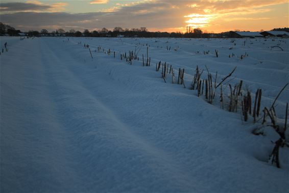 Peer - Grote-Brogel in de sneeuw