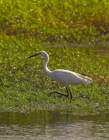 Grote en kleine zilverreiger - Beringen & Leopoldsburg
