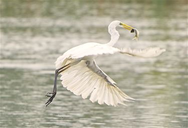 Grote en kleine zilverreiger - Beringen & Leopoldsburg