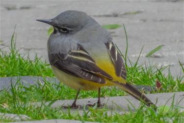 Grote gele kwikstaart - Beringen