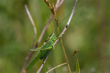 Grote groene sabelsprinkhaan - Beringen