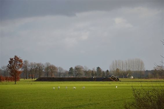 Grote groep reigers in Oude Maai - Lommel