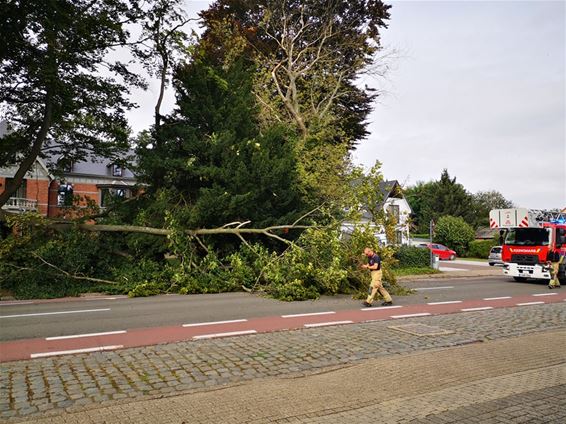 Grote tak valt op weg - Beringen