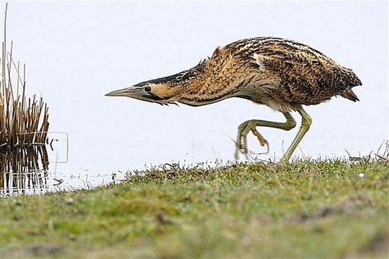 Grote werken in het Hageven - Pelt