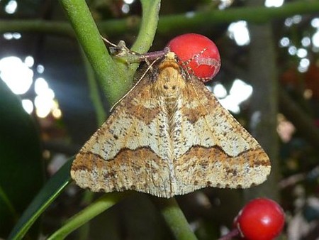 Grote wintervlinder op bezoek - Neerpelt