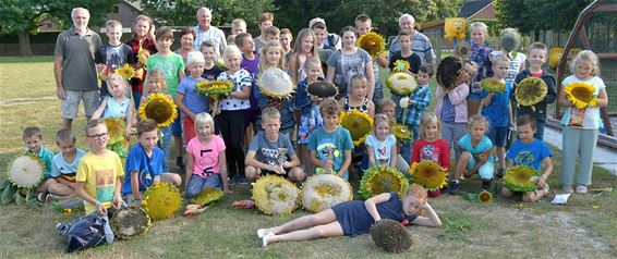 Grote zonnebloemen op 't Hènt - Neerpelt