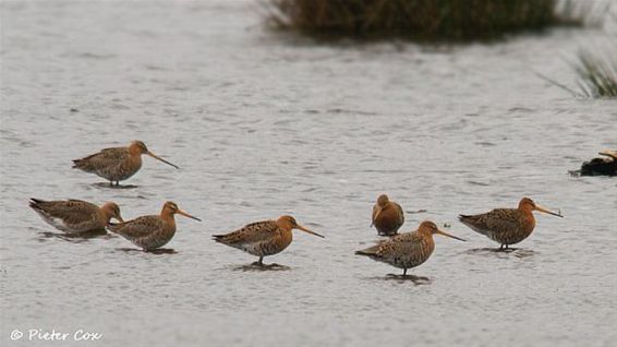 Grutto's in het 'Zwart water' - Hechtel-Eksel