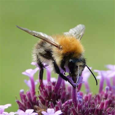 Ha, de hommel - Neerpelt