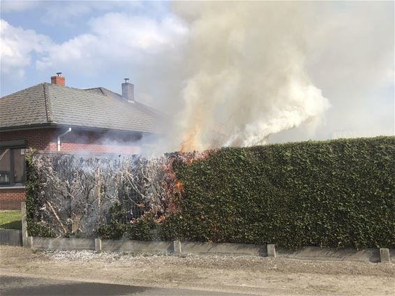 Haag in brand bij onkruidverdelging - Pelt